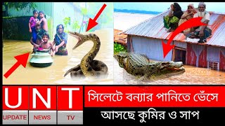 সিলেটে বন্যার পানিতে ভেসে আসছে সাপ।sylhet flood snake news।update news tv