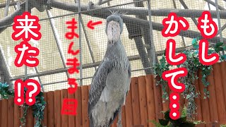 「お兄さん来た?」ビックリ顔でこっちを見るハシビロコウのふたばちゃん☆\