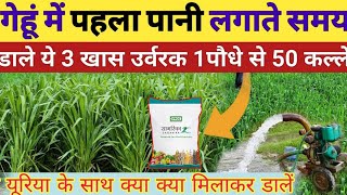 गेहूं में पहला पानी लगाते समय डालें यह 3 खास चीजें 1 पौधे से 50 कल्ले || Gehu me pahla pani kab de