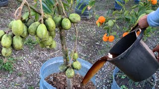 Logra una increíble floración con este poderoso fertilizante casero