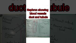 A diagrammatic representation of a nephron showing blood vessels duct and tubule