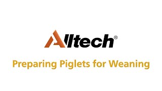 Preparing Piglets for Weaning