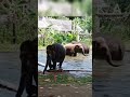 ELEPHANTS SRI LANKA DEHIWALA ZOOLOGICAL GARDEN 🇱🇰 ❤@travelje