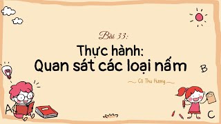 Bài 33. Thực hành: Quan sát các loại nấm - KHTN lớp 6 - Kết nối tri thức với cuộc sống - OLM.VN