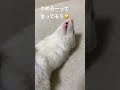 飼い主にもみくちゃにされて嫌がるフェレット