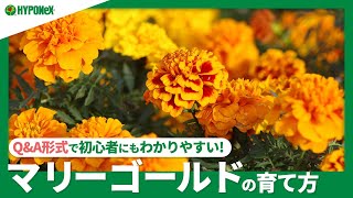 ☘54：マリーゴールドの育て方｜どんな野菜と一緒に育てたらいい？水やりや肥料など日々の管理や、剪定や切り戻しなどもご紹介【PlantiaQ\u0026A】植物の情報、育て方をQ\u0026A形式でご紹介