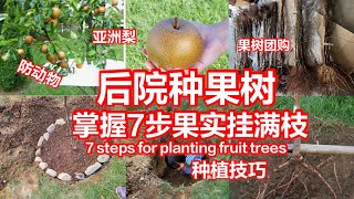 7steps for planting fruit trees亚洲梨树等了一年终于种上了/亚洲梨树，苹果树，桃树，所有种树都能用到#果树种植及防护