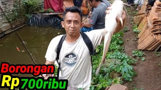 Mancing borongan ikan lele termudah..!?