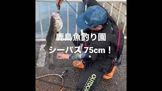 鹿島魚釣り園でシーバス釣れたよ！ #fishing #鹿島魚釣り園 #釣り #シーバス