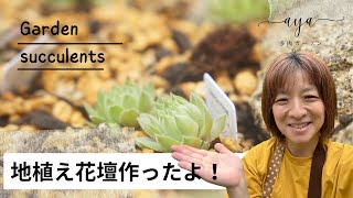 【多肉植物】地植え花壇を作ってみた！アガベ、センペル！冬に強い品種集合！