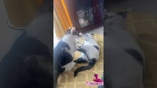 Funny Cat Videos 🐈 | Cute Cats 🐈 Clips #Shorts