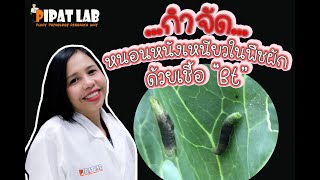 PipatLab Channel | กำจัดหนอนหนังเหนียวในพืชผักด้วย \