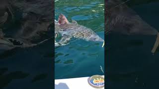 Porbeagle shark encounter in Newfoundland