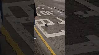 pigeon was unfortunately run over by a car | 灰鴿俾車車死