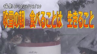 吹雪の朝　鳥たちとって食べることは生きること！北海道の釧路町で野鳥の越冬給餌