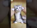 meow apt. cat kucing pets kitten cute meow apt 猫