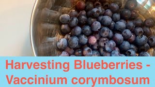 Harvesting Blueberries Vaccinium corymbosum