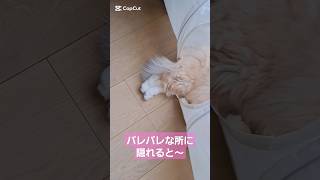 【保護猫】バレバレな所に隠れる猫の足がやたらとお行儀よくて笑える