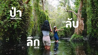 เที่ยวระยอง ป่าลึกมุมลับ Unseen เสม็ดโบราณกับแพหญ้าหนังหมา | sadoodta