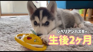 シベリアンハスキーの子犬がお家にやってきた♪/Siberian husky