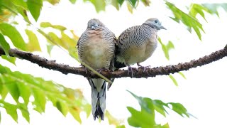 Zebra dove call เสียงนกเขาชวาร้องหาคู่