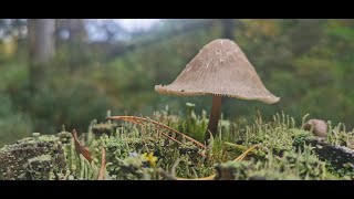 Emigreren naar Zweden. (3) Avonturen in de Zweedse herfst