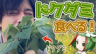 あの臭いドクダミを食べてみた！【野草】