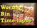 3-chamber Carbon-only WORM BIN 100-Day TIME-LAPSE - FAST - vermicomposting