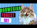 Norwegian Forest Cat 101 - Learn Everything About Them!