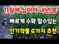 11월에 심고 내년 봄 빠르게 수확하는 작물은 어디에 어떻게 심을까 고민 해결 해요 월동 잘되는 인기작물#주말농장#도시농부 #친환경#farming#food#집밥 #힐링#건강