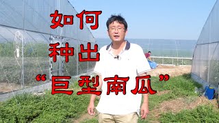 如何种好巨型南瓜？给你几个小妙招【付老师种植技术团队官方频道】