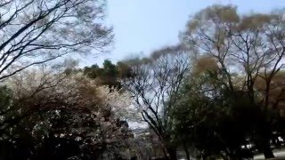 広島平和記念公園の桜　2016年4月2日　5分咲き