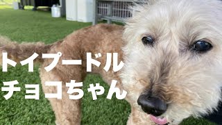 トイプードル チョコちゃん【Toypoodle 】