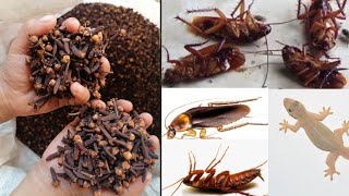 MAGIC CLOVE | Get Rid of  Cockroach  Within 5 minutes | Home Remedy | Mr Maker