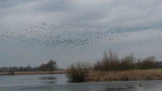 Bomenjager de Vogelverschrikker