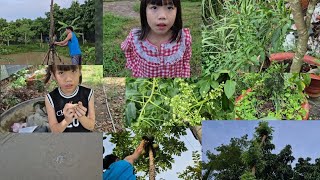 GIA ĐÌNH THU HOẠCH RAU MÁ DÂU TẰM ĐU ĐỦ CÓC THÁI CHO CÁ ĂN. T353