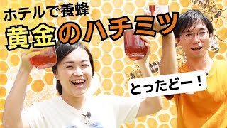 ホテルでガチで養蜂！黄金に輝く貴重なハチミツを採取！