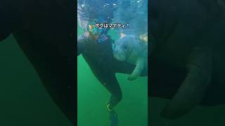 【海のじゃがいも】マナティの可愛さがわかる1分解説