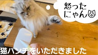 【猫品種ラガマフィン】猫パンチをいただきました