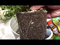 balcony garden english lavender replanting