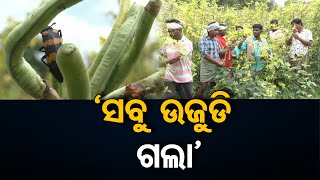 'ସବୁ ଉଜୁଡି ଗଲା' | Odisha Reporter