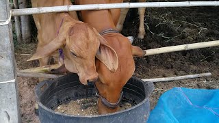 การรักษาลูกวัวแรกคลอดกับอาการสะดือบวมเบื้องต้นกับคุณหมอศักดิ์|cow|brahmans|CHATGAN FARM|