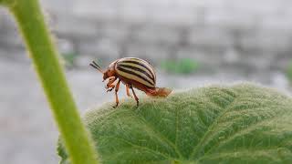 Colorado beetle (Leptinotarsa decemlineata)