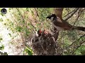 himalayan bulbul bird feeding her babies @onlybirds107