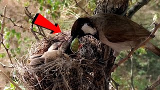 Himalayan bulbul bird feeding her babies @onlybirds107