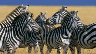 Relaxing Music with Zebra Images