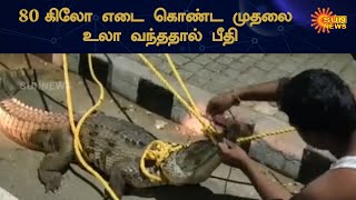 ஒகேனக்கல் காவிரி ஆற்றில் பெரிய முதலை சிக்கியது | Crocodile in Hogenakkal | Sun News