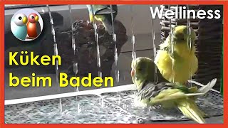 Wildes wasserplanschen, Familie Wellensittich hat Spaß beim Baden