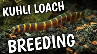 Kuhli loach breeding | Breeding Kuhli loaches | How to breed the Kuhli loach .