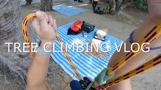 Tree Climbing Vlog 攀樹 // 攀樹考試練習 - 1號樹